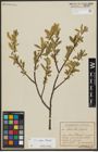 Foto von Salix alba L. x Salix fragilis L.
